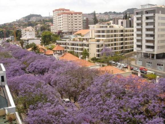 Apartamento en Madeira, alquiler de casa en Funchal.