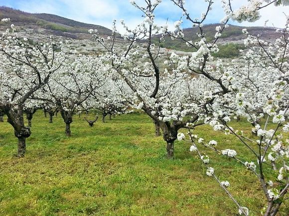 Fiesta del cerezo en flor en Valle del Jerte 